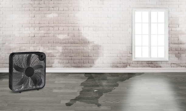 Best Water damage restoration near me  in Genoa, OH